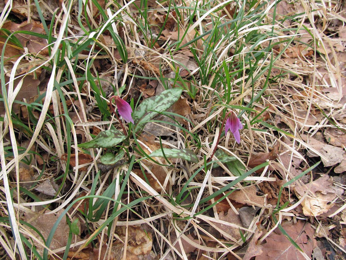 Le ultime arrivate tra le piante gi� fiorite